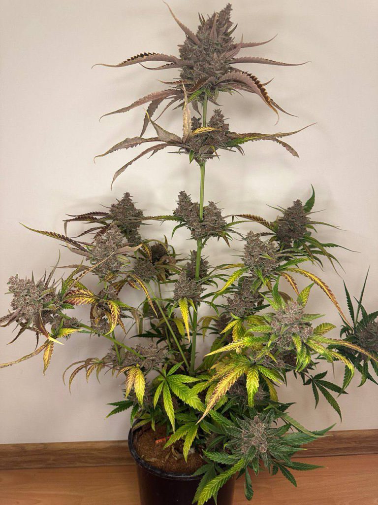 Runtz Auto Автоцветущие семена конопли