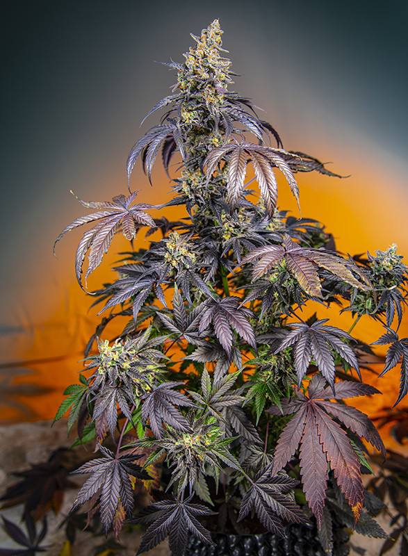 Red Gorilla Girl XL Auto Автоцветущие семена конопли