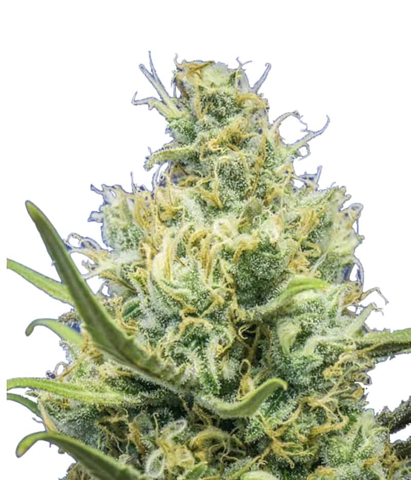 Ripper Seeds Ripper Haze фотопериодные семена конопли