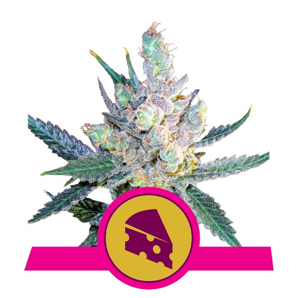 Royal Queen Seeds Royal Cheese Фотопериодные феминизированные семена конопли