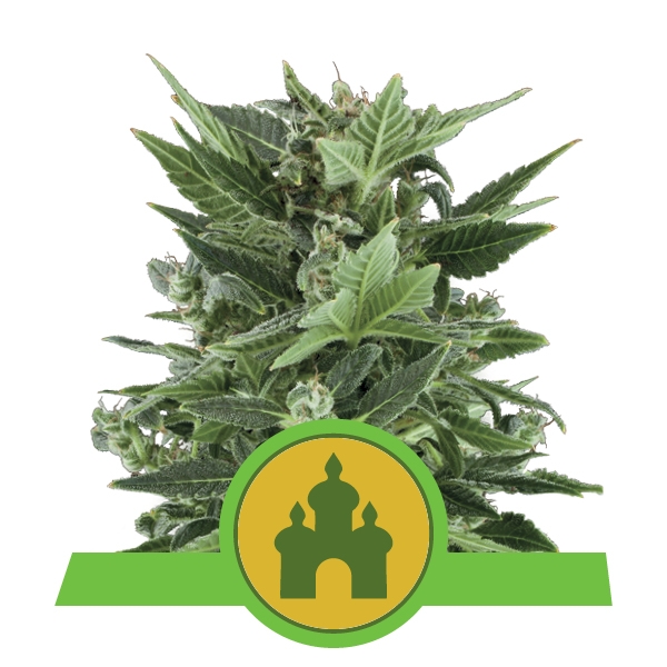 Royal Queen Seeds Royal Kush Automatic автофеминизированные семена конопли