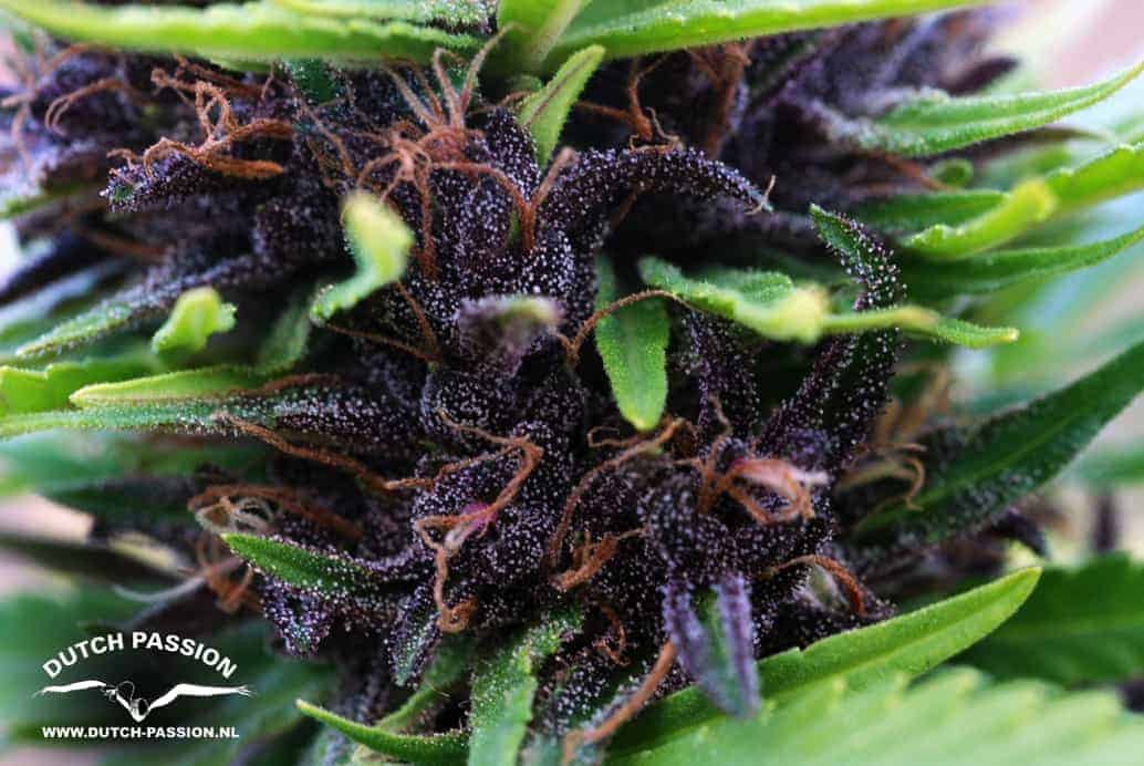 Shaman Фотопериодные семена конопли — фото 3