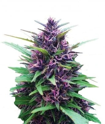 Shaman Фотопериодные семена конопли