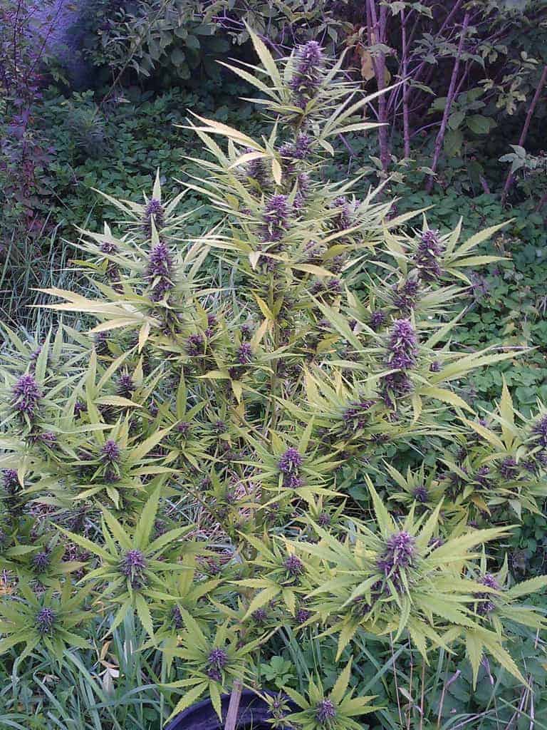 Shamanular Фотопериодный семена конопли — фото 3