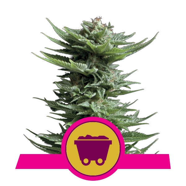 Royal Queen Seeds Shining Silver Haze фотопериодные семена конопли
