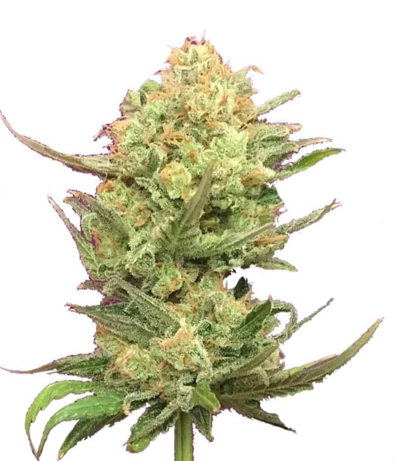 Ripper Seeds Sideral Фотопериодные семена конопли