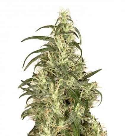 Skunk #11 Фотопериодные семена конопли