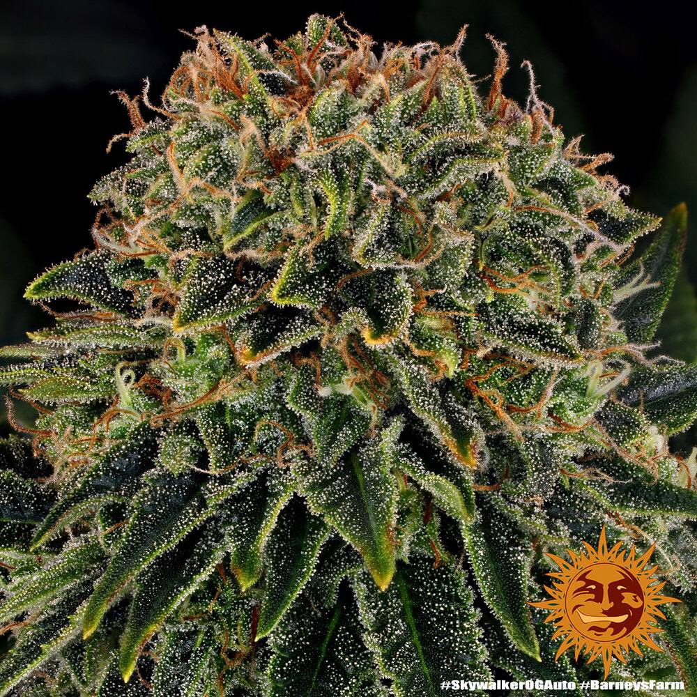 Barneys Farm Skywalker OG Auto Автоцветущие семена конопли — фото 4