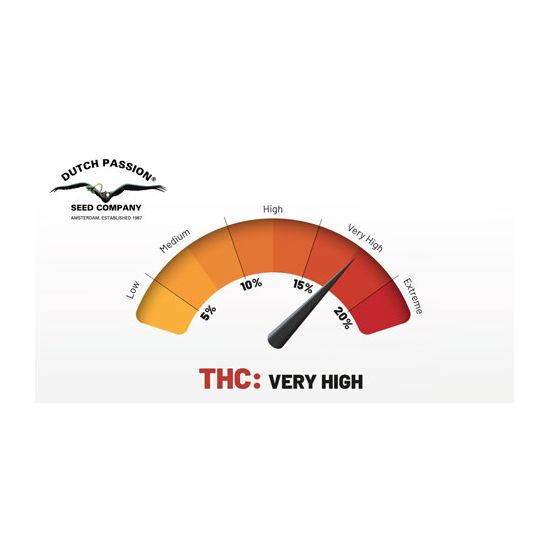 Dutch Passion Skywalker Haze фотопериодные семена конопли — фото 2