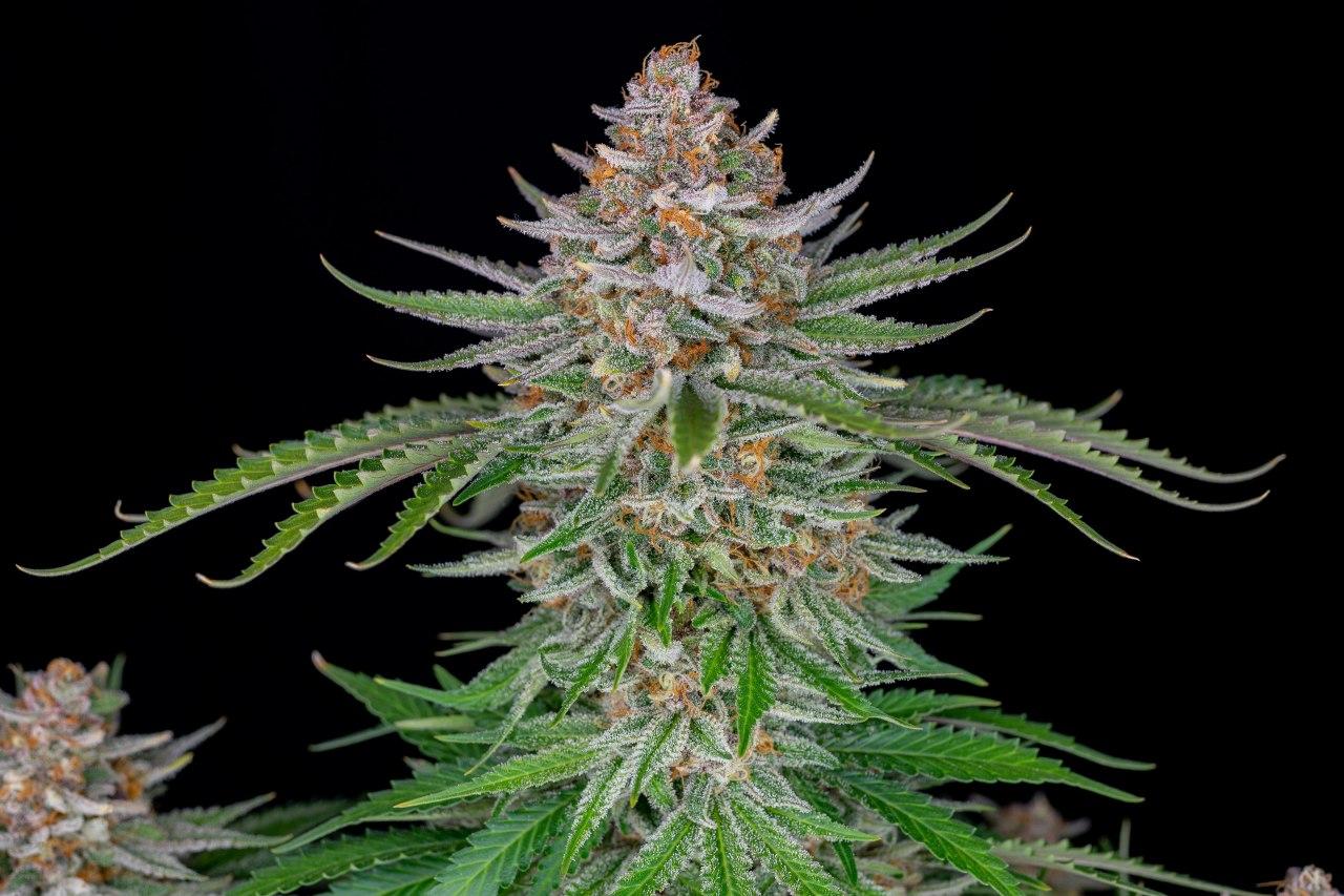 Strawberry Pie Auto Автоцветущие семена конопли — фото 2