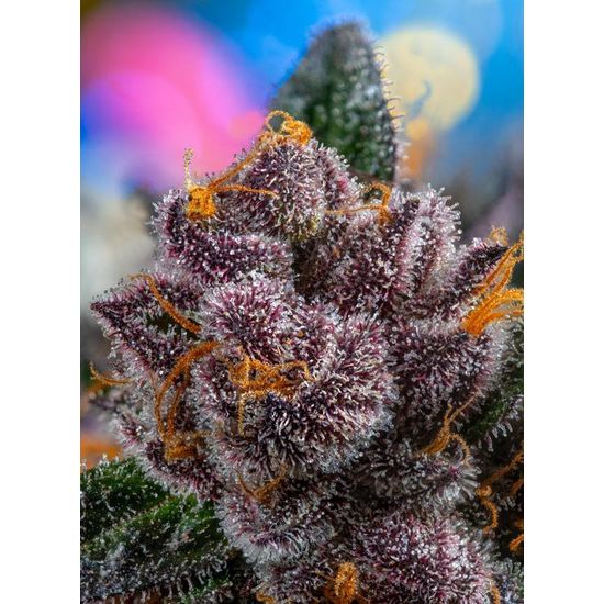 Barney's Farm Strawberry Cheesecake Auto Автоцветущие феминизированные семена конопли