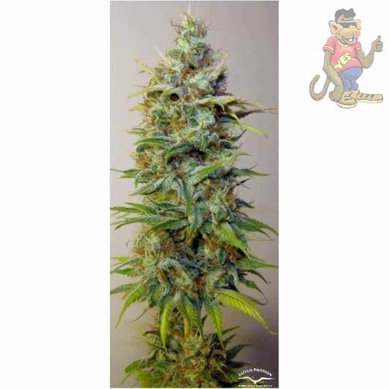 Strawberry Cough фотопериодные семена конопли — фото 4