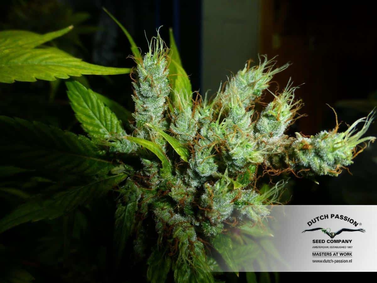 Strawberry Cough фотопериодные семена конопли — фото 2