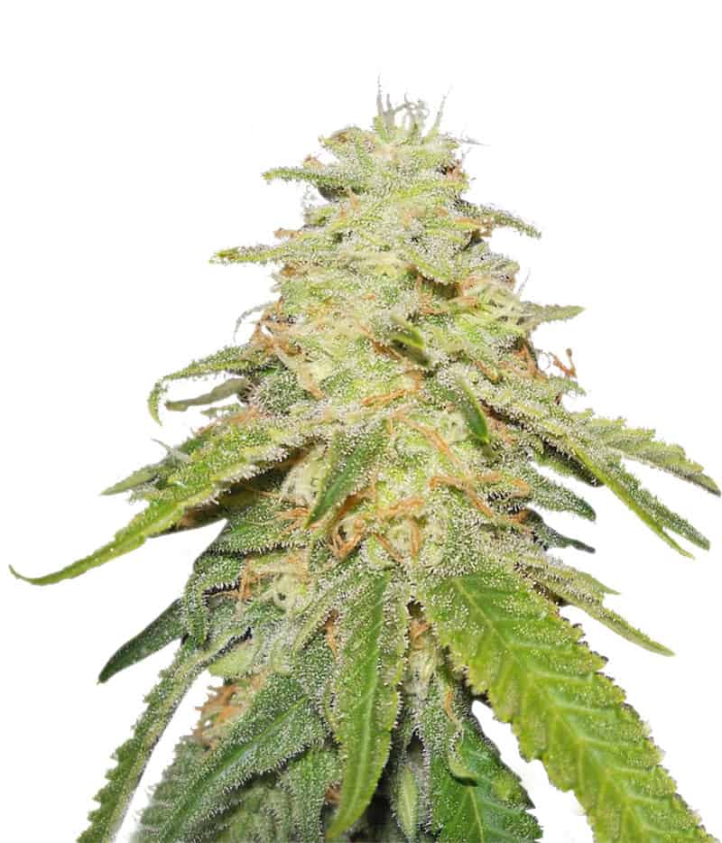 Sugar Black Rose FV Фотопериодные семена конопли