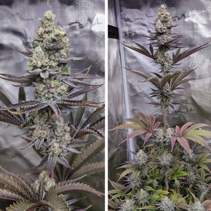 Sugar Bomb Punch Фотопериодные индико-доминантные семена конопли — фото 3
