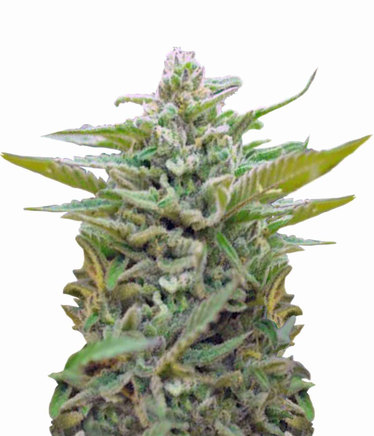 Black Jack Auto Автоцветущие феминизированные семена конопли