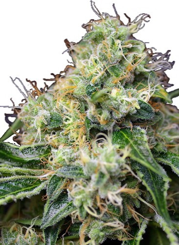 Индика Auto Killer Kush Автофеминизированные семена конопли