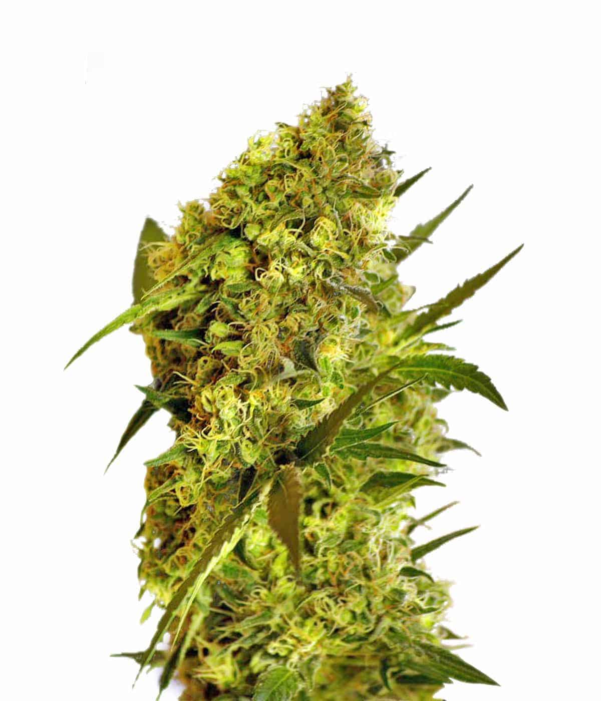 Big Devil #2 Auto Автофеминизированные семена конопли