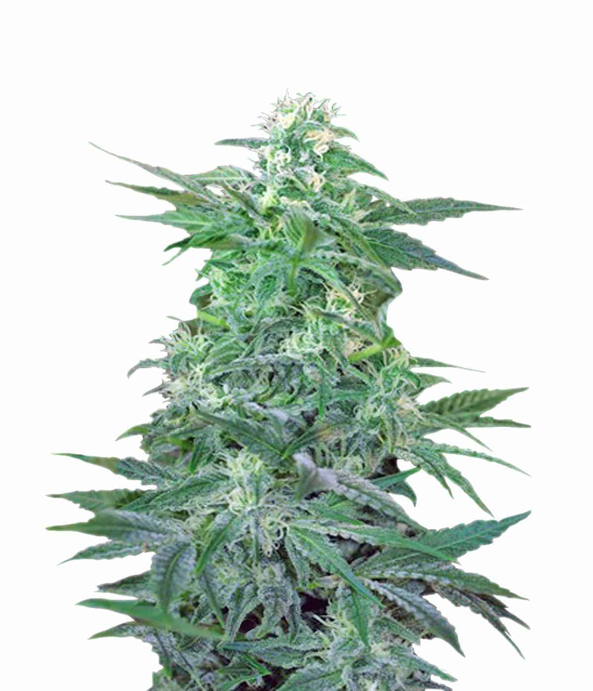 Big Foot Фотопериодные семена конопли