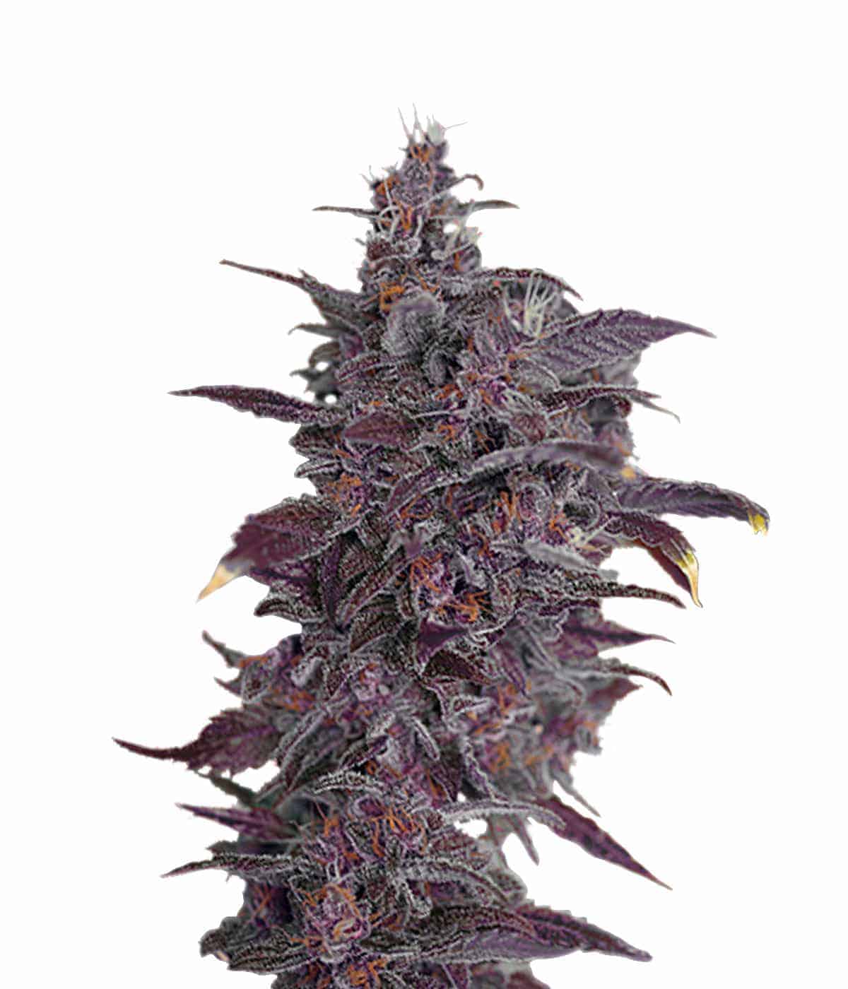 Auto Black Cream Автоцветущие семена конопли