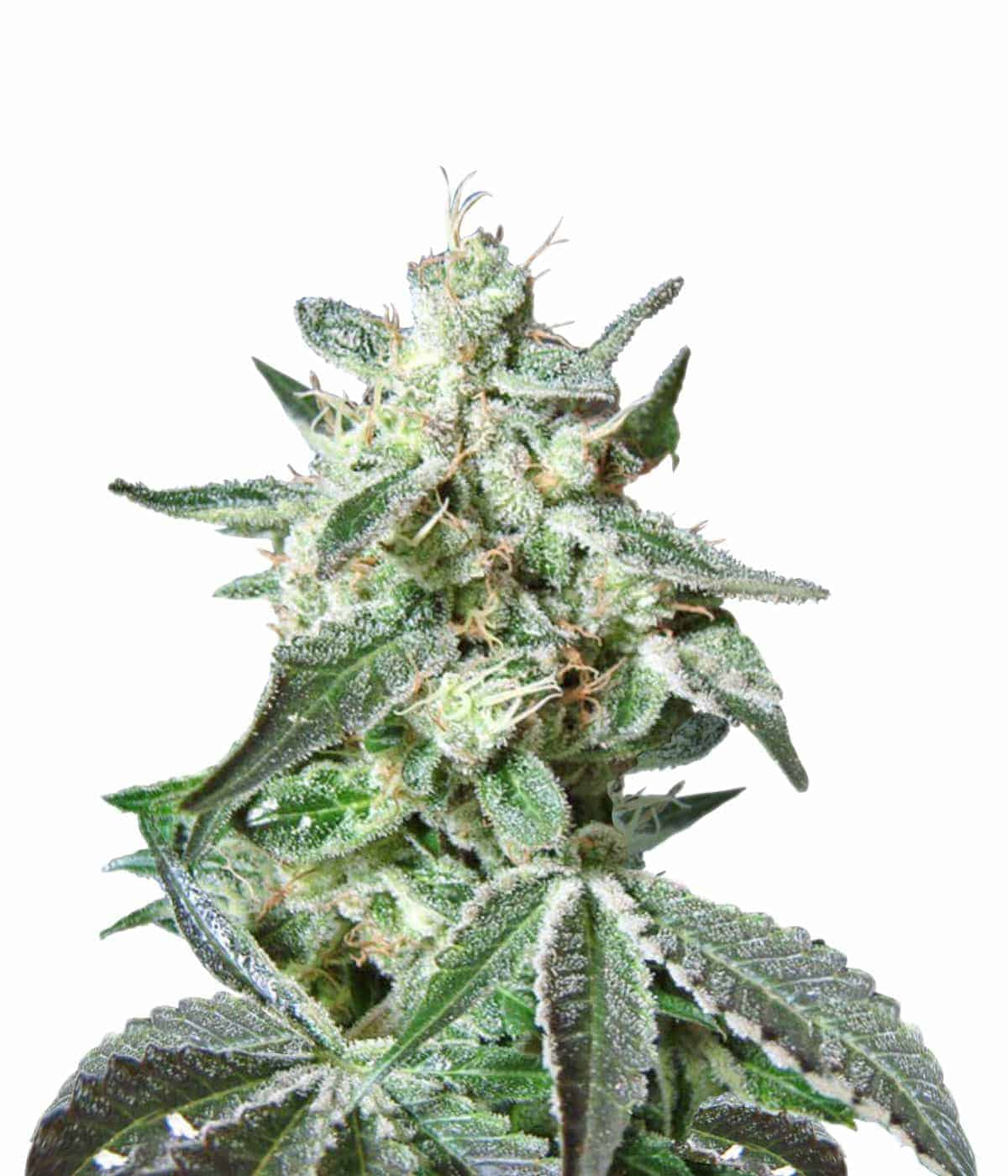 Black Jack Фотопериодные семена конопли