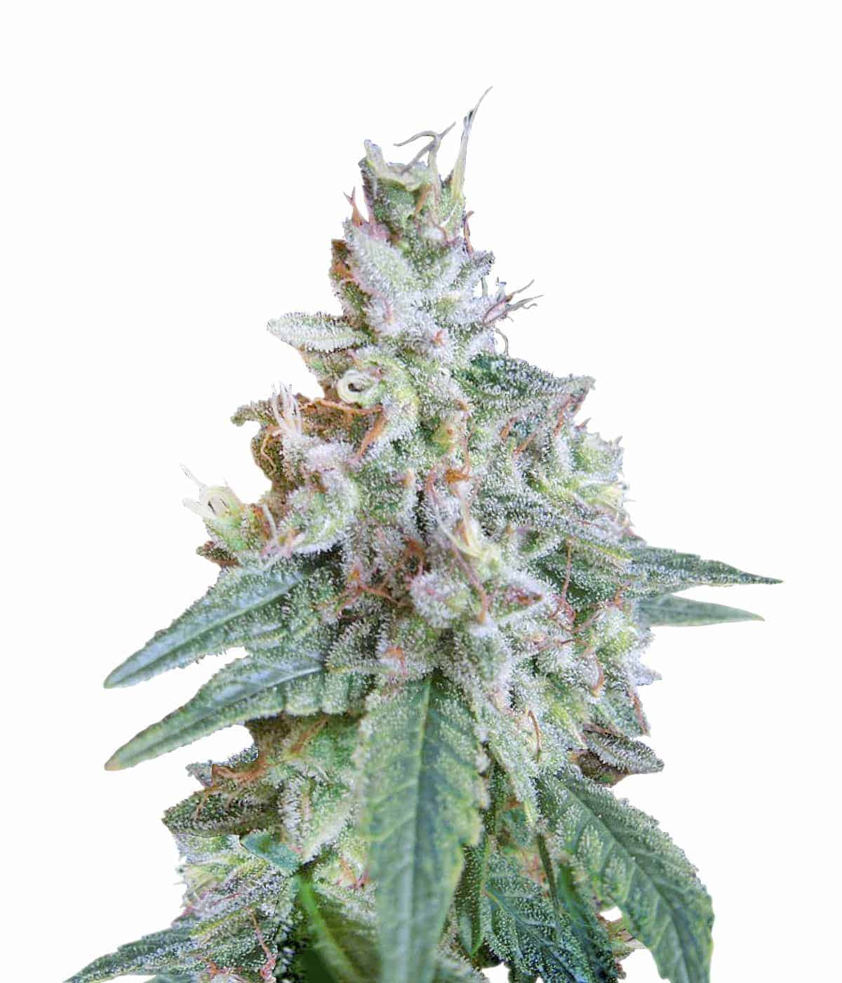 Cream Caramel Фотопериодные феминизированные семена конопли