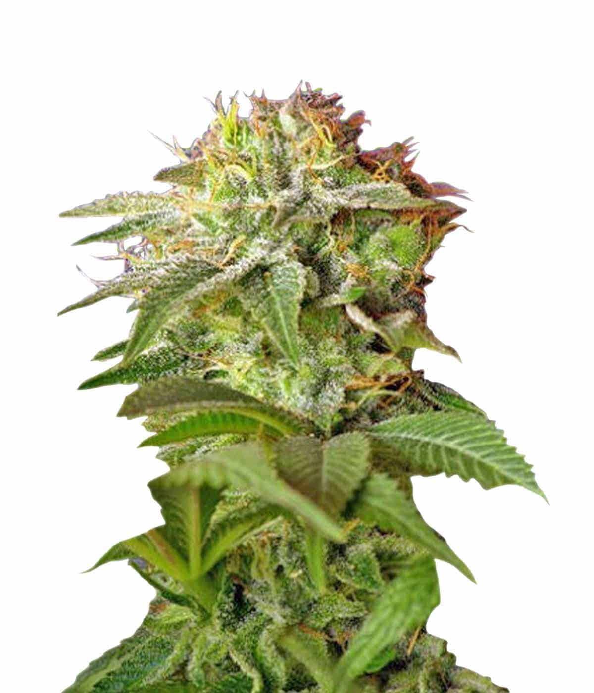 Green Poison Фотопериодные семена конопли