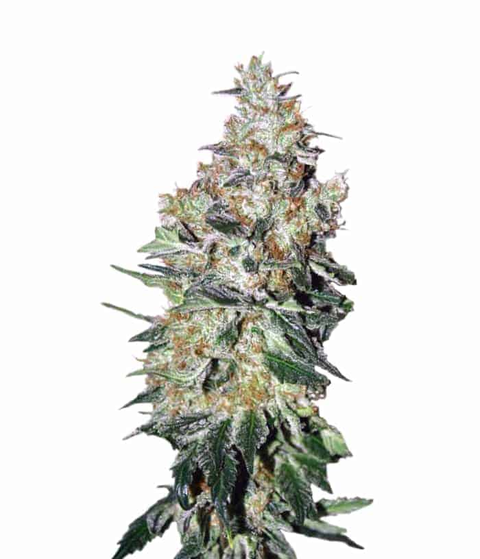 Ice Cool фотопериодные семена конопли