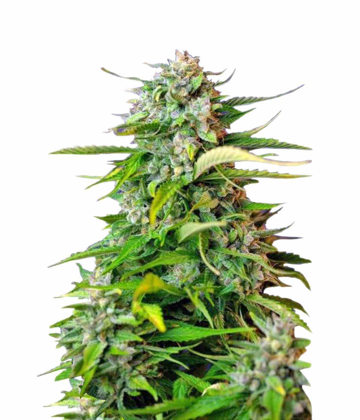 Sweet Seeds Jack 47 Auto автоцветущие семена конопли