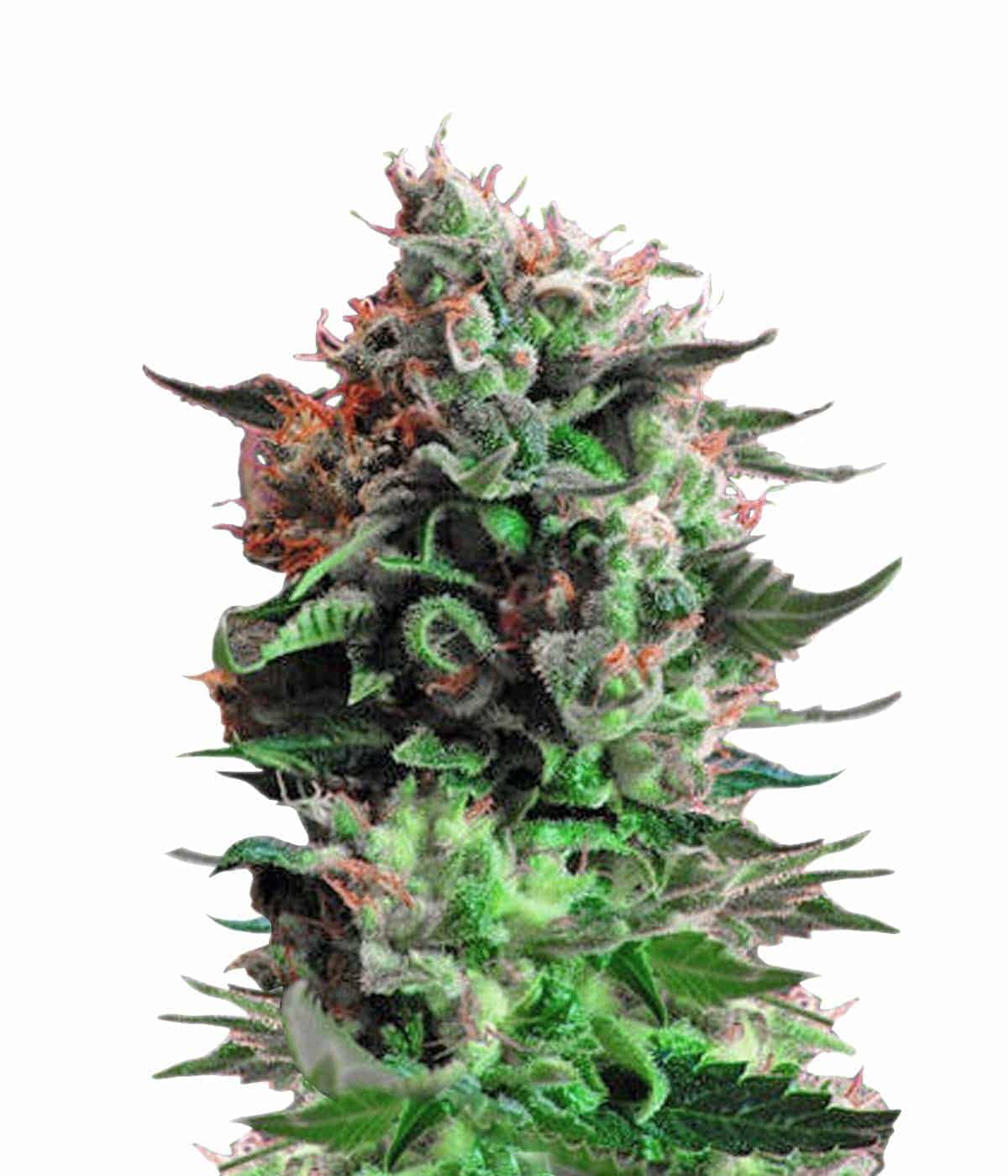 Jack 47 Фотопериодные сативо-доминирующие семена конопли