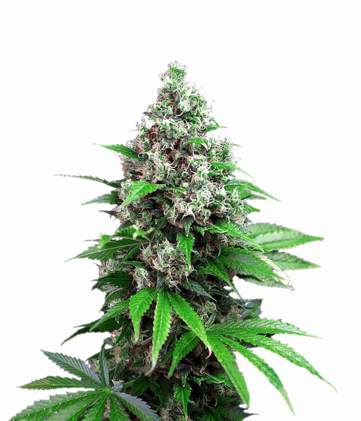 Killer Kush FV Фотопериодная феминизированная семена конопли