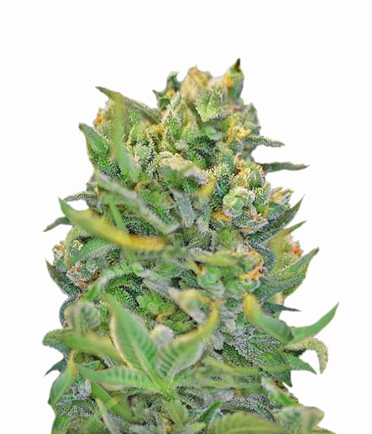 Sweet Cheese Фотопериодные семена конопли