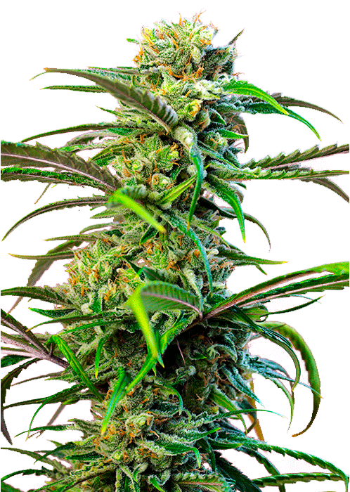 Sweet Tai фотопериодный гибрид семена конопли