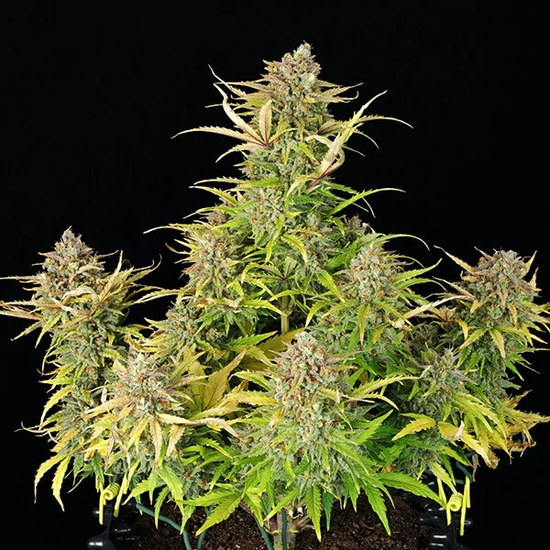 Royal Queen Seeds Sweet ZZ Auto Автоцветущие семена конопли