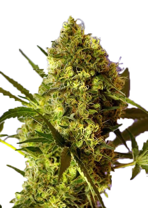 Big Devil Auto феминизированные автоцветущие семена конопли