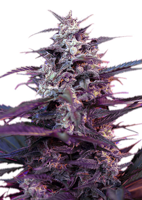 Bloody Skunk Auto автоцветущие семена конопли