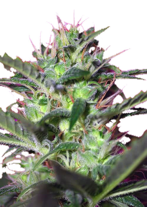 Botafumeiros Фотопериодные семена конопли