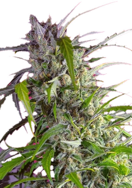 Sweet Seeds Crystal Candy Auto Автоцветущие феминизированные семена конопли