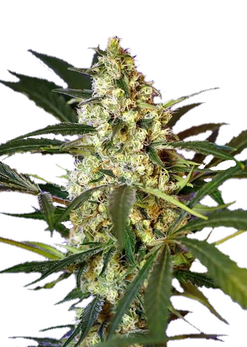 Fast Bud Auto Автоцветущие семена конопли