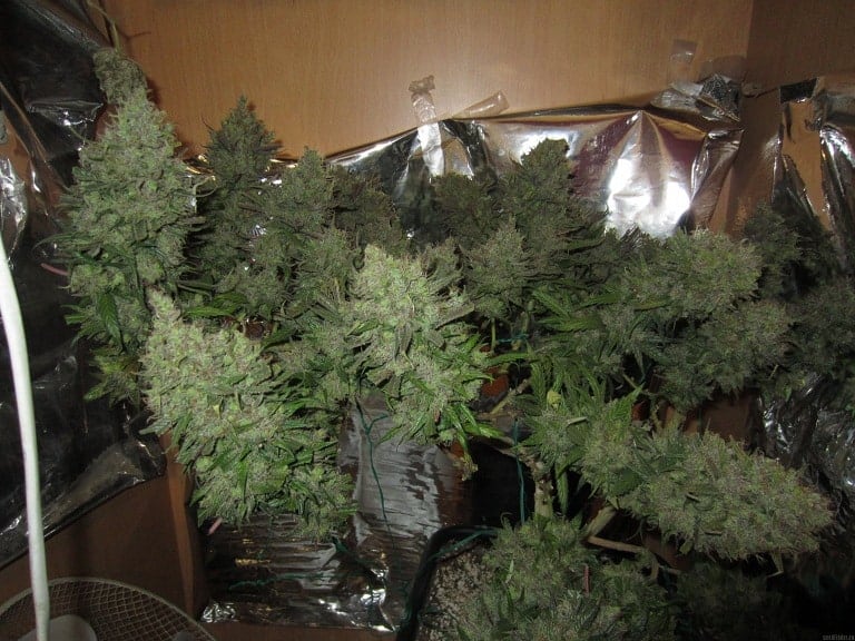 Barney's Farm Tangerine Dream фотопериодные семена конопли — фото 3