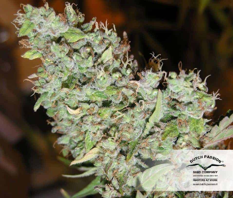 Dutch Passion The Ultimate фотопериодные семена конопли — фото 2