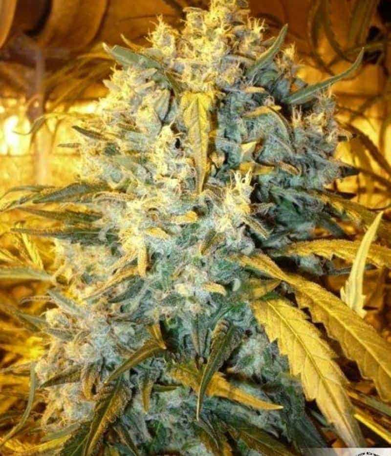 Dutch Passion The Ultimate фотопериодные семена конопли — фото 3