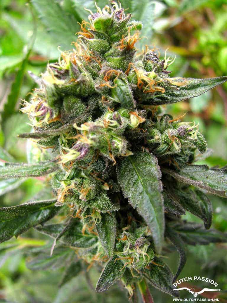 Dutch Passion Trance фотопериодные семена конопли