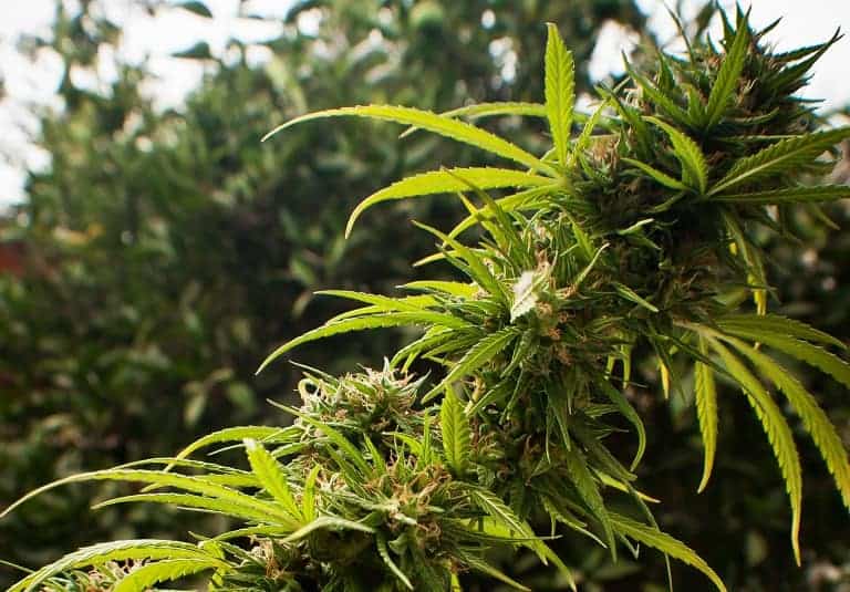 Dutch Passion Trance фотопериодные семена конопли — фото 2