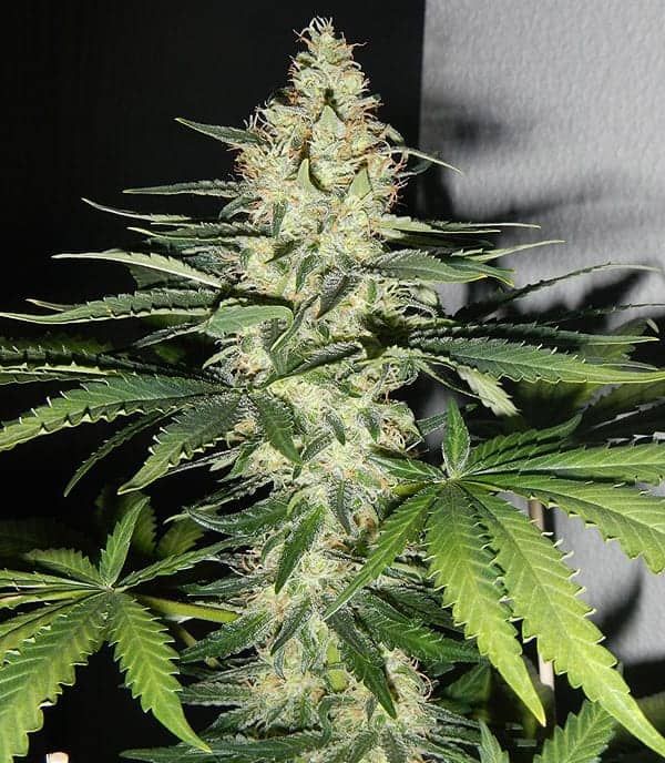 Barney's Farm Utopia Haze фотопериодные семена конопли — фото 2