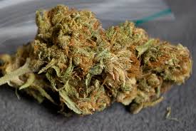 Barney's Farm Utopia Haze фотопериодные семена конопли — фото 3