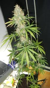 Barney's Farm Utopia Haze фотопериодные семена конопли — фото 4