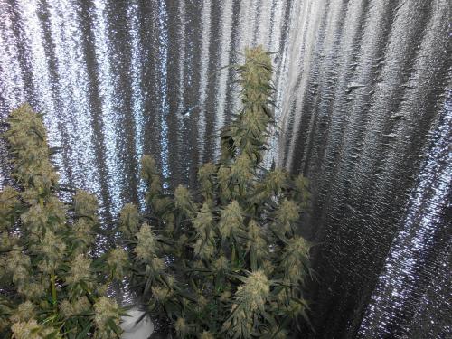 Dutch Passion Auto White Widow Автоцветущие семена конопли — фото 2