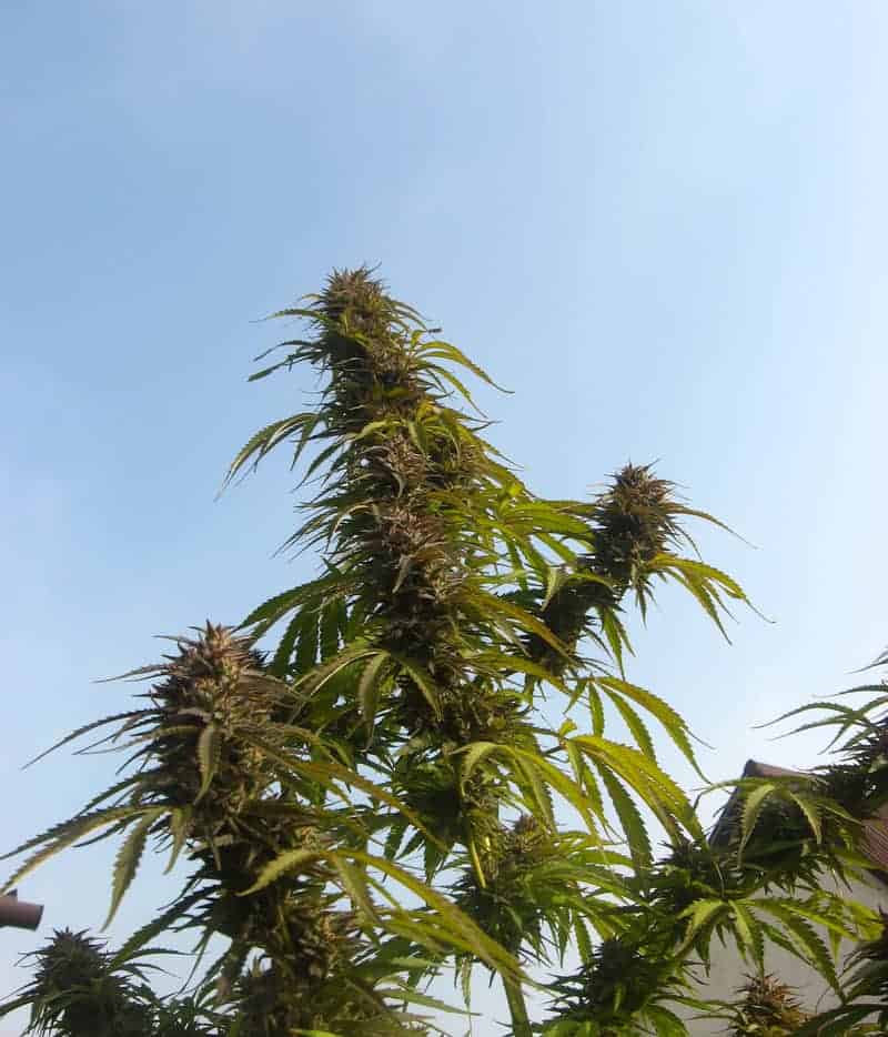 White Widow фотопериодные семена конопли — фото 4