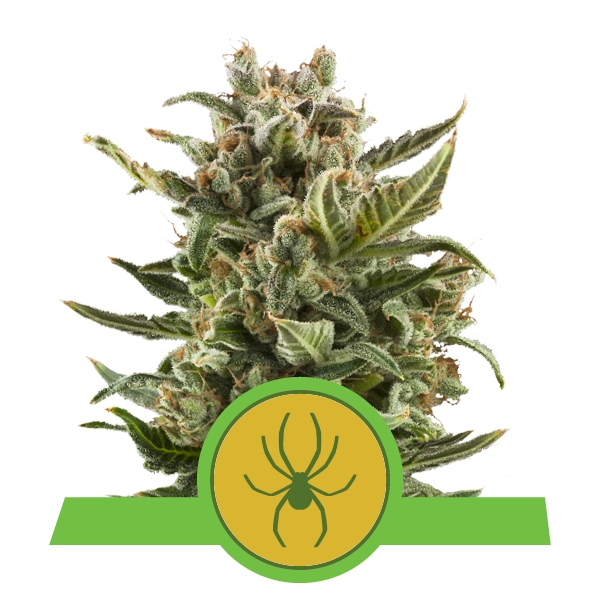 Royal Queen Seeds White Widow Automatic автофеминизированные семена конопли